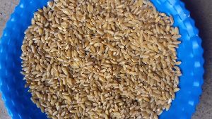 banshi wheat seed for plantation