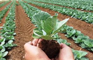 Organic Farming Services