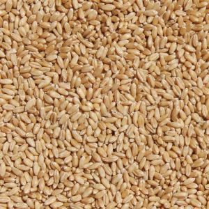 Tejas Wheat Seed