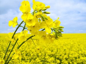 Canola Oil