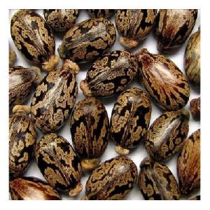 Castor Oil