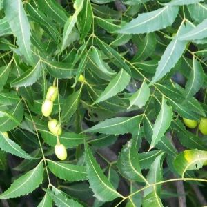 Neem Oil