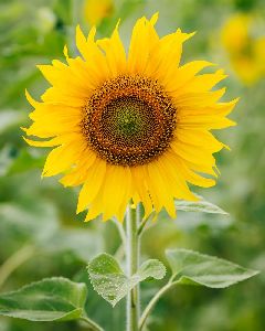 Sunflower Oil