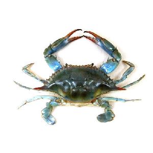 Blue Crab