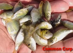 Common Carp Fish Seeds