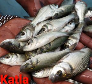 Katla Fish Seeds