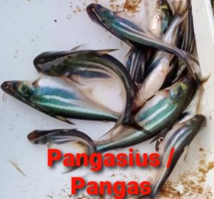 Pangasius Fish Seeds