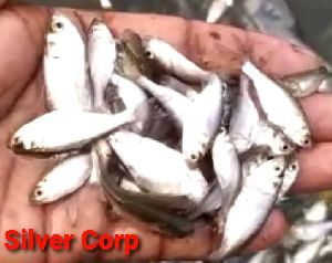 Silver Carp Fish Seeds