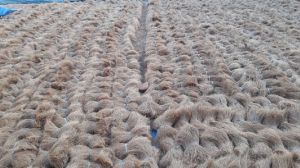 white coir fiber