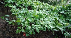 Coffee Rubosta Grafted plant
