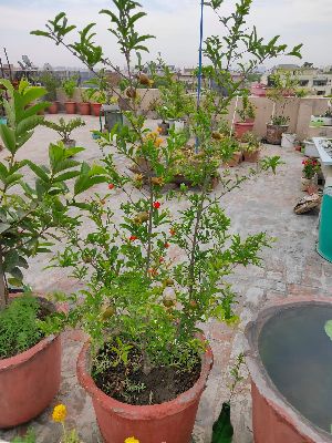 Dwarf Pomegranate Plant's