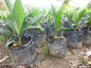 Oil Palm