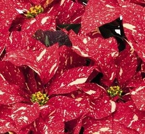 Poinsettia Red Glitter Plant