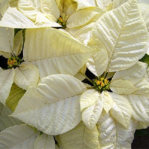 Poinsettia White plant