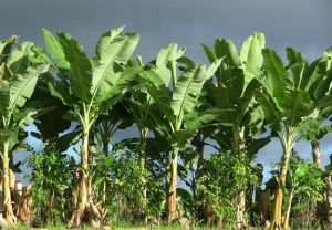 Banana Plant