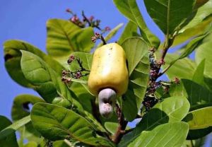 Cashew Nut Plant