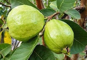 Taiwan guava plant
