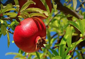 Tissue culture pomegranate plant