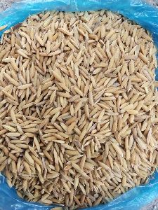 40 94 Long Paddy Seeds