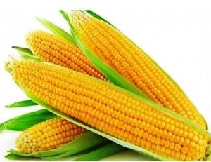 Sweet Corns