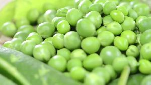 Green Peas