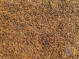 black rice paddy seeds