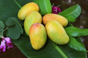 Fresh Alphonso Mango