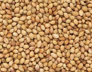 Coriander Seeds