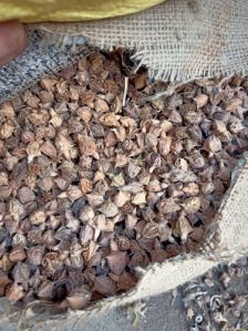 Gokhru Seeds