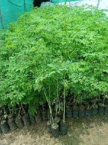 Moringa Baby Plant