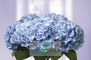 Blue Hydrangea Flower