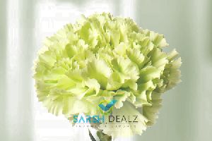 Green Carnation Flower