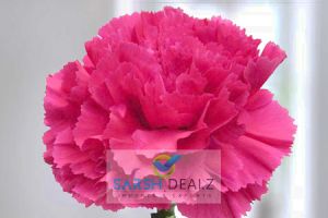 Hot Pink Carnation Flower