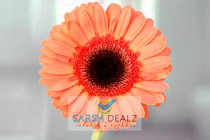 Peach Gerbera Flower