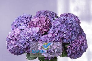 Purple Hydrangea Flower