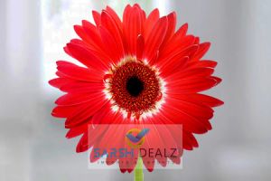 Red Gerbera Flower