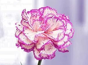 Two Tone Carnation Flower