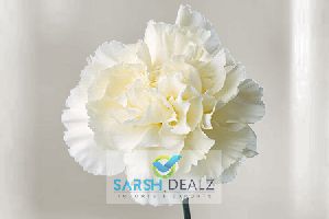 White Carnation Flower