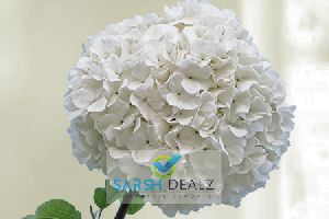 White Hydrangea Flower