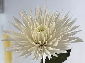 White Spider Mum Flower