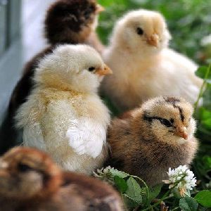 Live Country Chicken Chicks