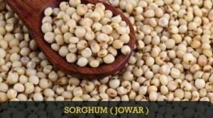 Sorghum Seeds