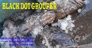 Black Dot Grouper Fish