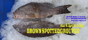 Brown Dot Grouper Fish