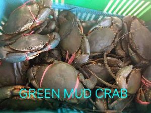 Green Mud Crab