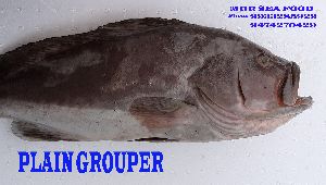 Plain Grouper Fish