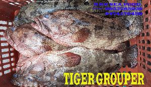 Tiger Grouper Fish