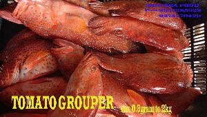 Tomato Grouper Fish