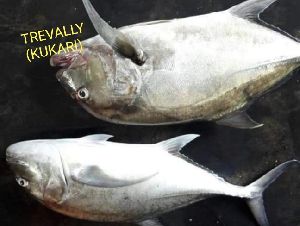 trevally fish