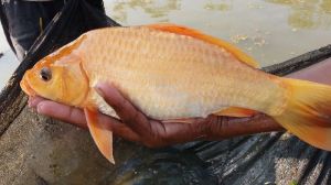 Live Golden Common Carp Fish